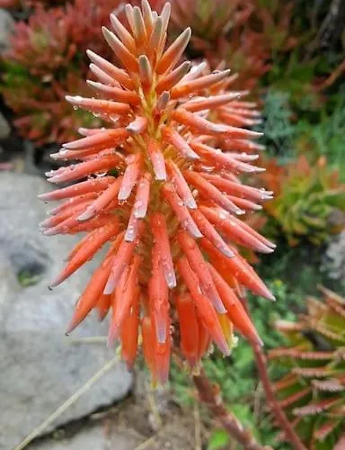 Panoramic On Of Capo Falcone 斯廷蒂诺